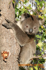 Koala - Kangaroo Island